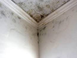 Best Black Mold Removal  in Wilder, KY